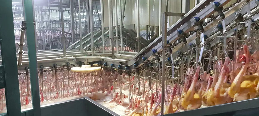 MAREL PMJ’S DRUM PLUCKER AND WAXING SYSTEM SAVE PINNING LABOUR